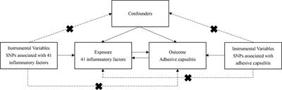 Causal relationships between systemic inflammatory cytokines and adhesive capsulitis: a bidirectional Mendelian randomization study
